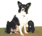 Spanial and Border Collie