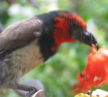 Blackcollared Barbet