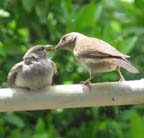 Babby Sparrow