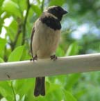 Sparrow