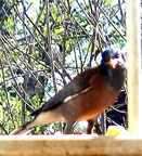 Indian Minor