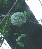 Weaver Nest