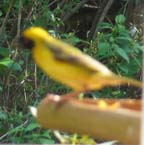 Masked Weaver