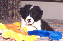 Maggie 6 weeks