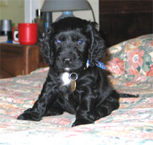 Spanial 6 weeks