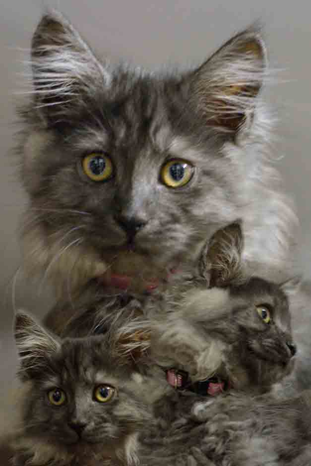 Princess Smudge