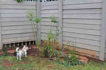 Bog Garden