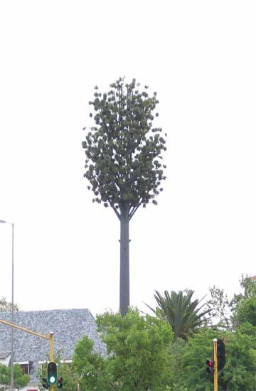 Pineing for you