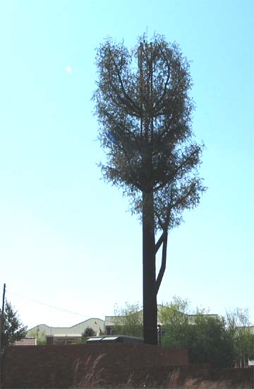 Black Wattle