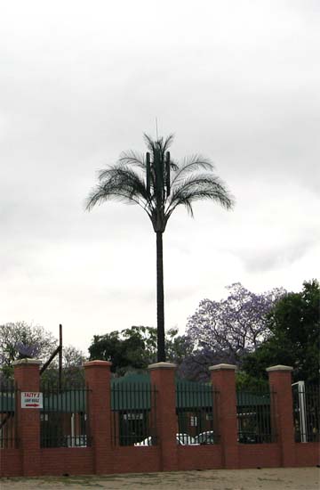 RF Palm