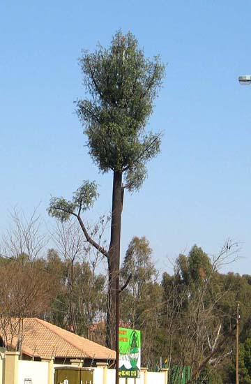 Black Wattle as well